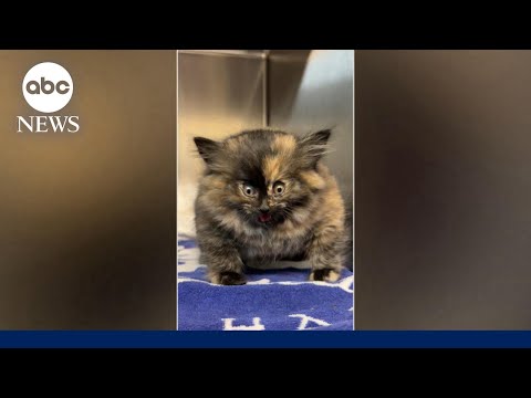 Read more about the article Shelter rescues kitten who appeared inflated like a balloon