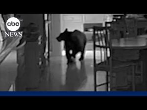 Read more about the article Bear breaks into California kitchen