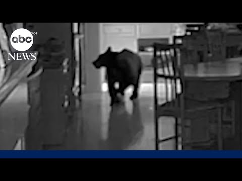 You are currently viewing Bear breaks into California kitchen