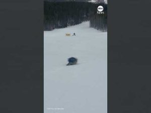 Read more about the article Huge porcupine spotted on the slopes in Colorado