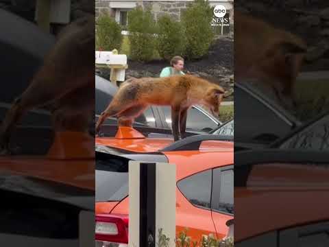 You are currently viewing Sleepy fox takes afternoon snooze on car rooftop