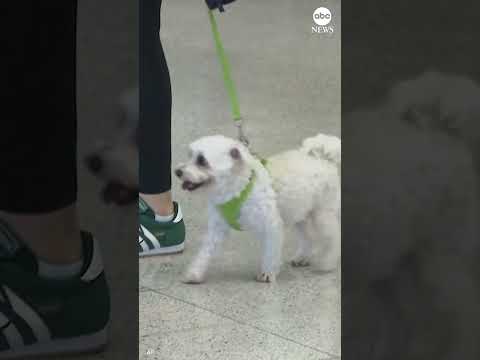 You are currently viewing Greece launches airlift for pets and owners trapped in Middle East