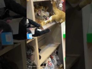 Read more about the article Possum cuddles with stuffed animals at Australian airport gift shop