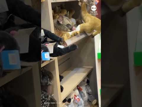 You are currently viewing Possum cuddles with stuffed animals at Australian airport gift shop