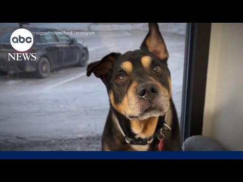 Read more about the article America Strong: the dog that nobody wanted finds a home!