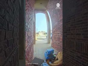 Read more about the article Dog caught stealing steaks from doorstep grocery delivery