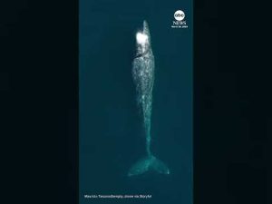 Read more about the article Spectacular footage of a whale captured by a drone operator in Southern California
