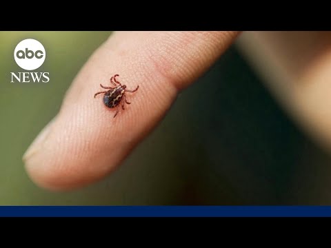 Read more about the article New Lyme disease vaccine could help with disease prevention