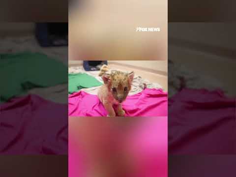 You are currently viewing Zoo Knoxville welcomes endangered lion cub
