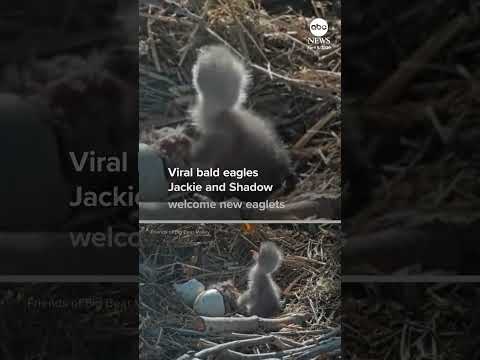 Read more about the article Viral bald eagles Jackie and Shadow welcome pair of eaglets