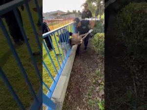Read more about the article OH DEER!: Firefighters rush to save a deer that got stuck in a fence