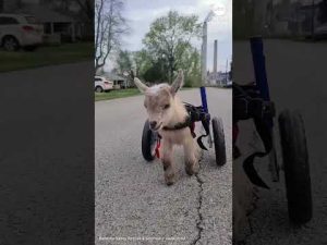Read more about the article Baby goat with special needs able to walk with custom wheelchair