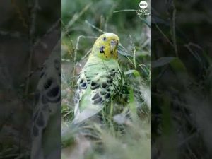 Read more about the article Parakeet rescued after it was found in New York’s Central Park