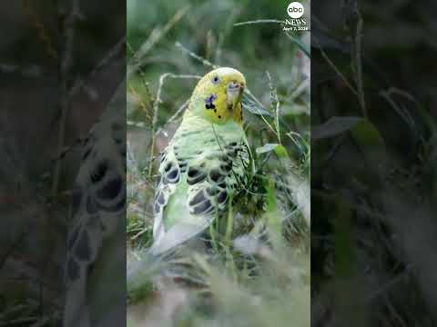 You are currently viewing Parakeet rescued after it was found in New York’s Central Park