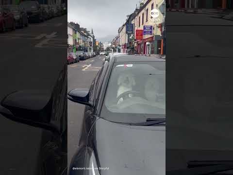 You are currently viewing Horn-honking dog can’t wait for family to return to car