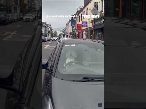 You are currently viewing Impatient dog LAYS ON CAR HORN #foxnews #news #us #fox