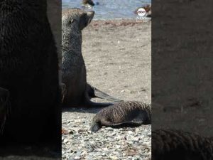 Read more about the article Antartic fur seal moves to endangered species list along with Emperor penguins