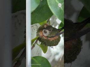 Read more about the article Hummingbird feeds newly hatched chick