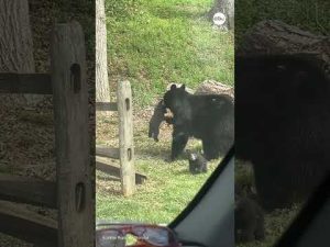 Read more about the article Mother bear has her paws full trying to wrangle cubs