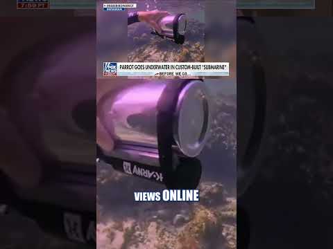 You are currently viewing SEE IT: Parrot goes under the sea in DIY submarine #foxnews #news #shorts #animals #diy