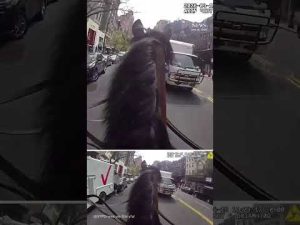 Read more about the article NYPD officer chases purse thief down street on horseback