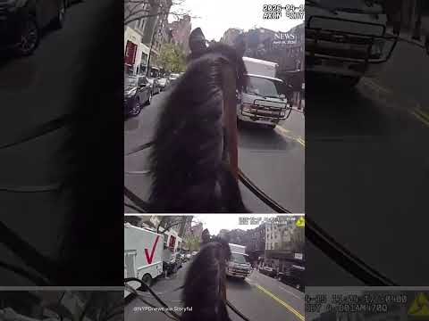 Read more about the article NYPD officer chases purse thief down street on horseback