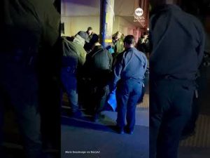 Read more about the article Sea lion pup rescued after wandering into San Francisco neighborhood