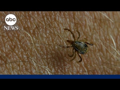 Read more about the article How to protect yourself from tick bites