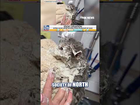 Read more about the article Kitten rescued after getting stuck in a bucket of glue #foxnews #news #us #fox