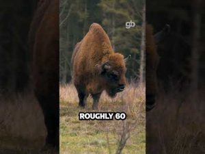 Read more about the article Does ‘Grass-Fed’ Really Matter?