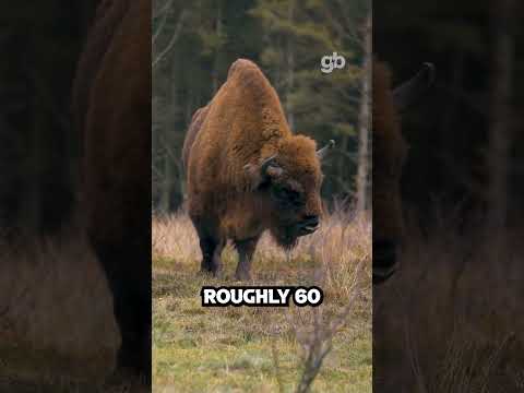 You are currently viewing Does ‘Grass-Fed’ Really Matter?