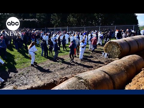 Read more about the article Chaotic scene outside dog breeding and research site