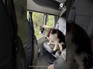 Read more about the article Dog found a week after owner survives 180-foot fall at remote waterfall