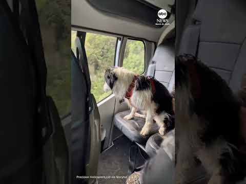 Read more about the article Dog found a week after owner survives 180-foot fall at remote waterfall