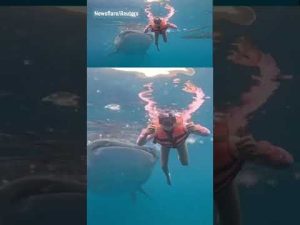 Read more about the article WATCH: Massive whale shark nudges swimmer in underwater footage #shorts #viral #foxnews