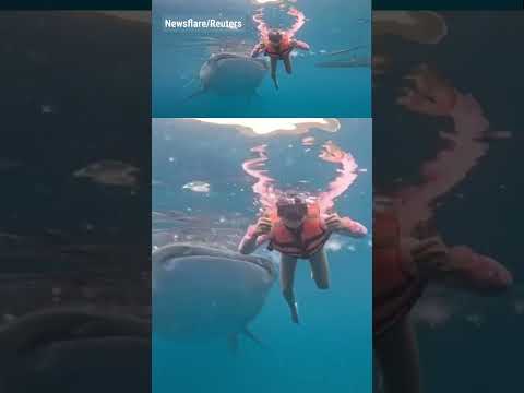Read more about the article WATCH: Massive whale shark nudges swimmer in underwater footage #shorts #viral #foxnews