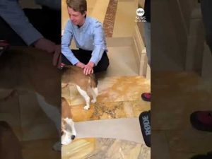 Read more about the article Activists converge on Wisconsin state capitol seeking beagles’ release