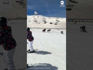 Read more about the article Wild horses charge across ski resort in Spain