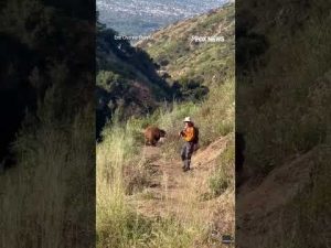 Read more about the article WATCH: Bear CHARGES hiker #foxnews #news #us #fox
