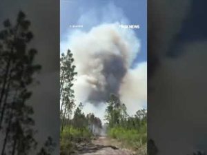 Read more about the article NEW: Crews work to put out wildfires in southern Georgia #foxnews #us