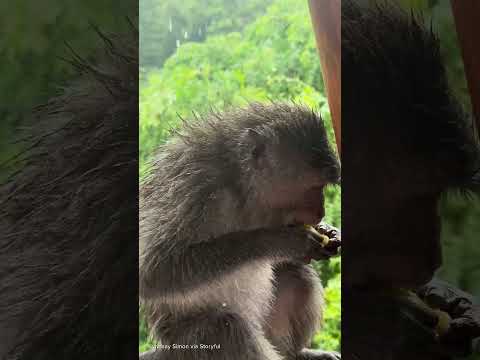 Read more about the article Monkeys enjoy fruit at Indonesian hotel