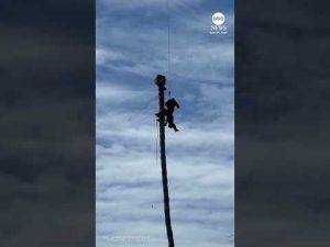 Read more about the article Worker rescued after suffering medical emergency while trimming palm tree