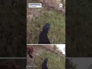 Read more about the article Deputy finds dog hiding under trampoline during Colorado house fire