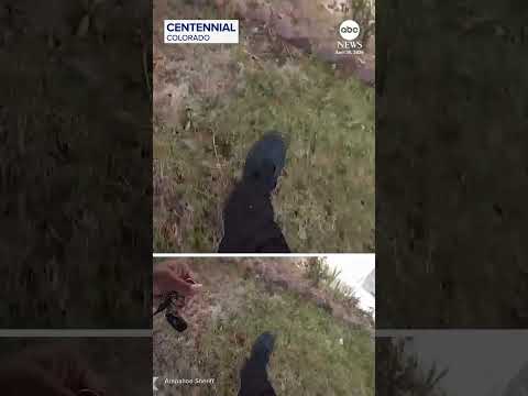 Read more about the article Deputy finds dog hiding under trampoline during Colorado house fire