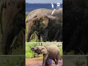 Read more about the article Big game hunter from California apparently killed by elephant in Africa