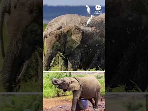 You are currently viewing Big game hunter from California apparently killed by elephant in Africa