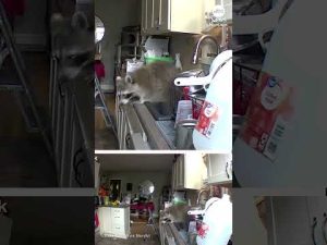 Read more about the article Territorial cat defends home from raccoon intruder