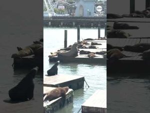 Read more about the article 2,000-pound Steller sea lion visits San Francisco’s Pier 39