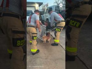 Read more about the article Firefighters come to the rescue of Pomeranian stuck in baby gate