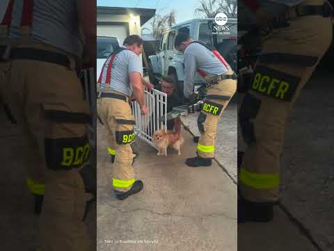 You are currently viewing Firefighters come to the rescue of Pomeranian stuck in baby gate